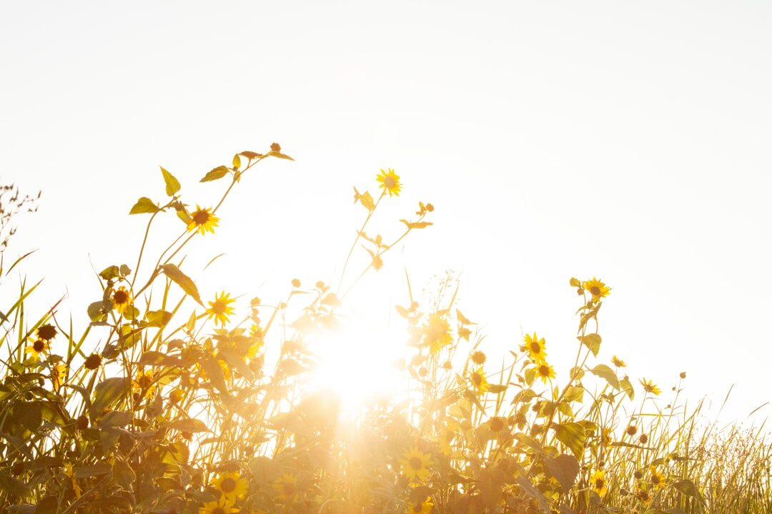 golden hour sunlight