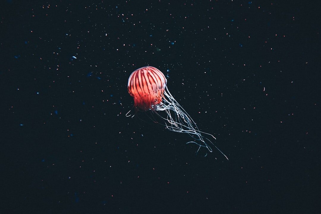 deep sea creatures