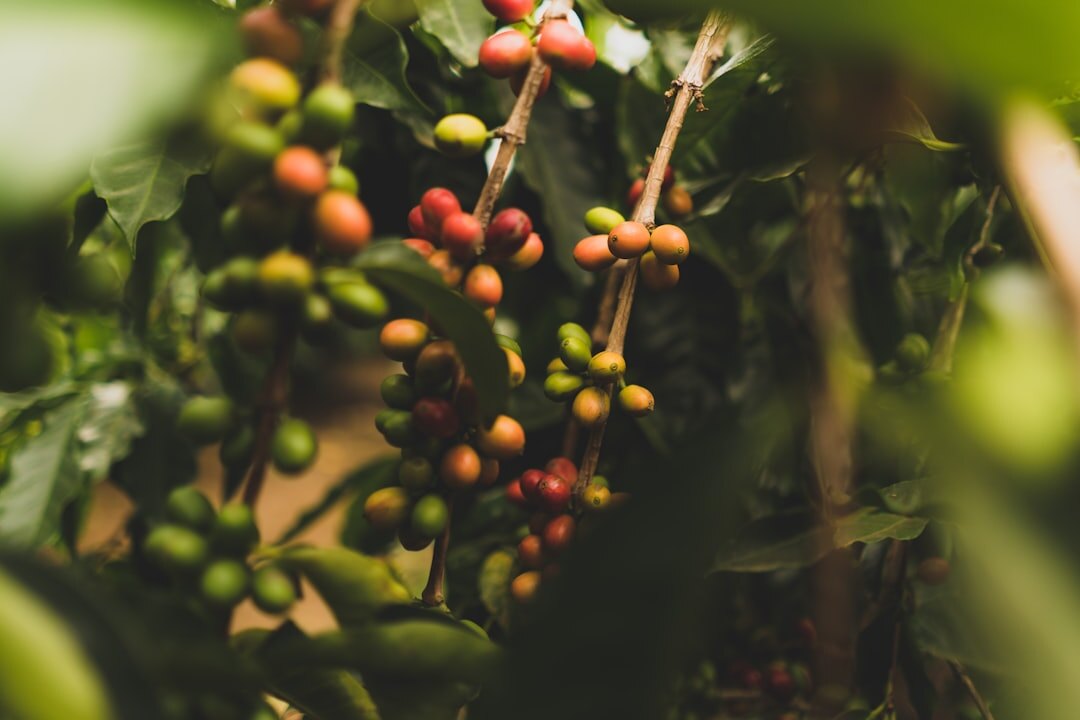 coffee beans close up
