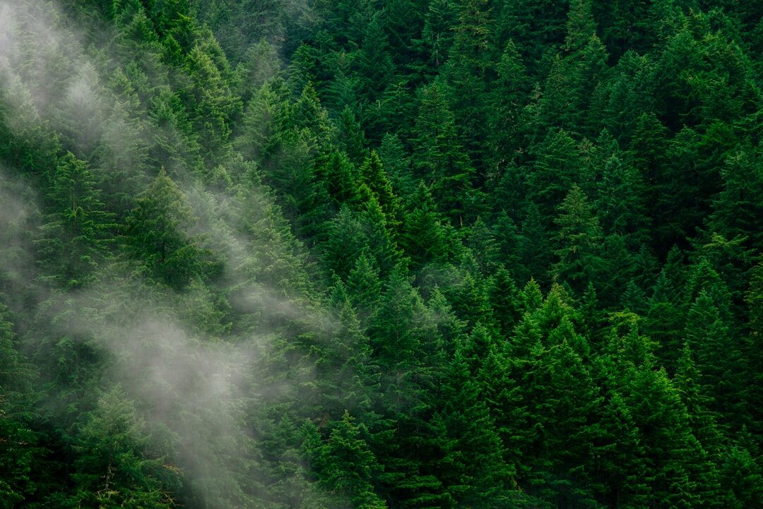 forest conservation